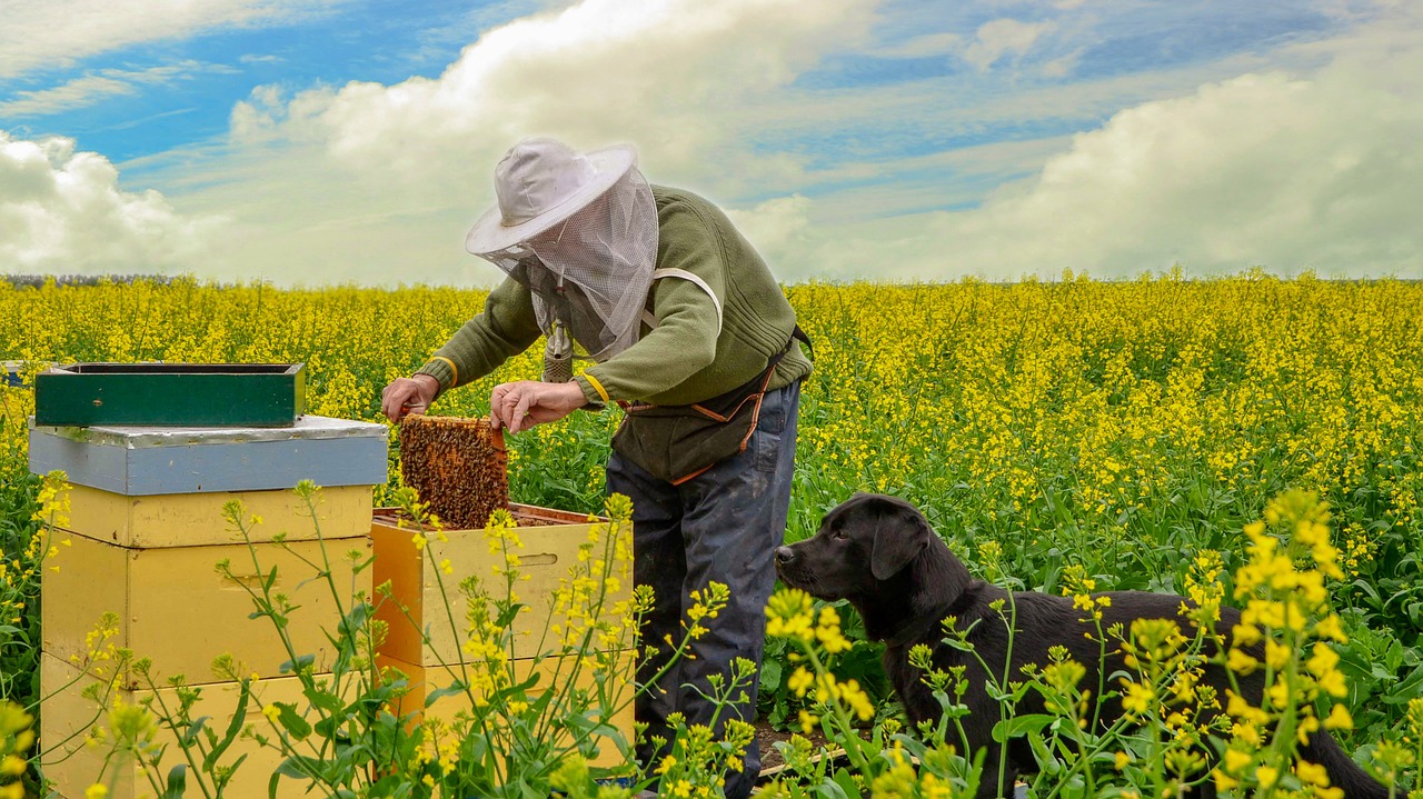 nature  bees  beekeeper free photo