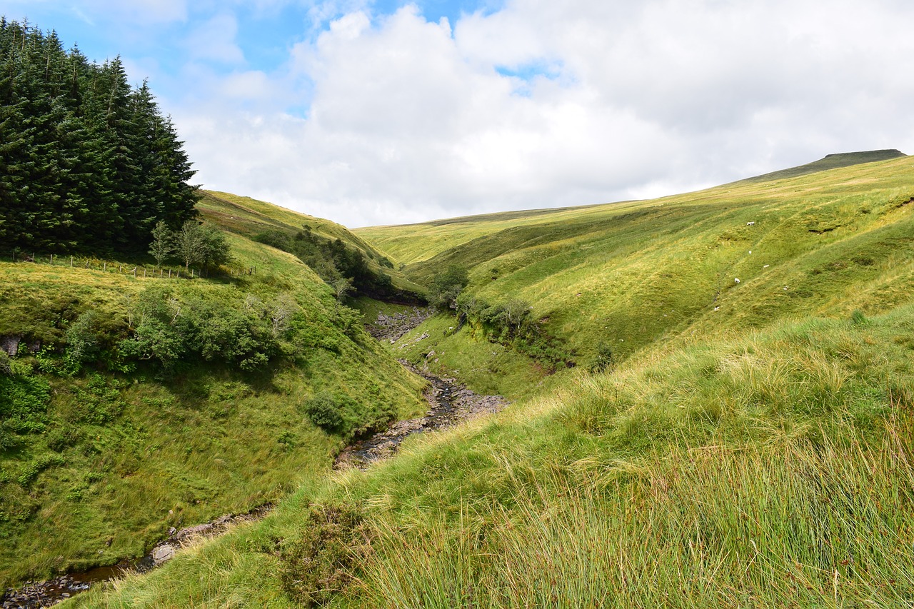 nature  meadow  summer free photo