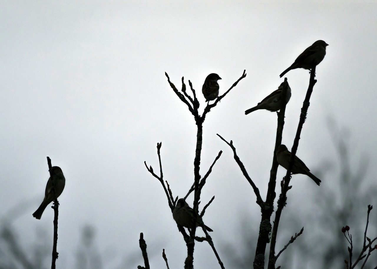 nature  birds  sparrows free photo