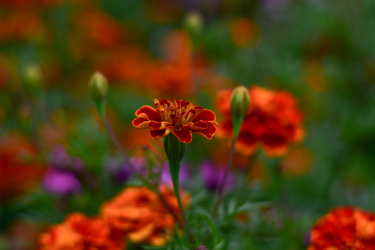 nature  flowers  garden free photo