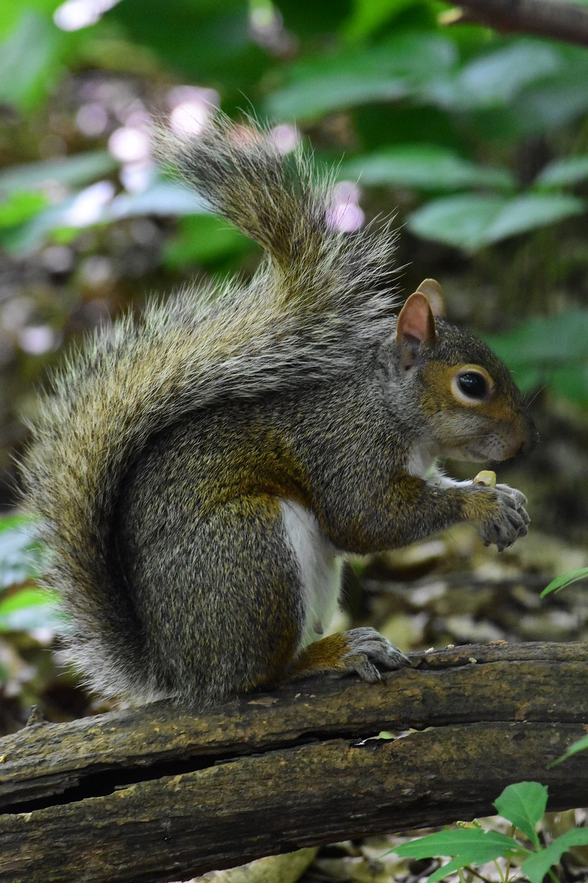 nature  central park  usa free photo