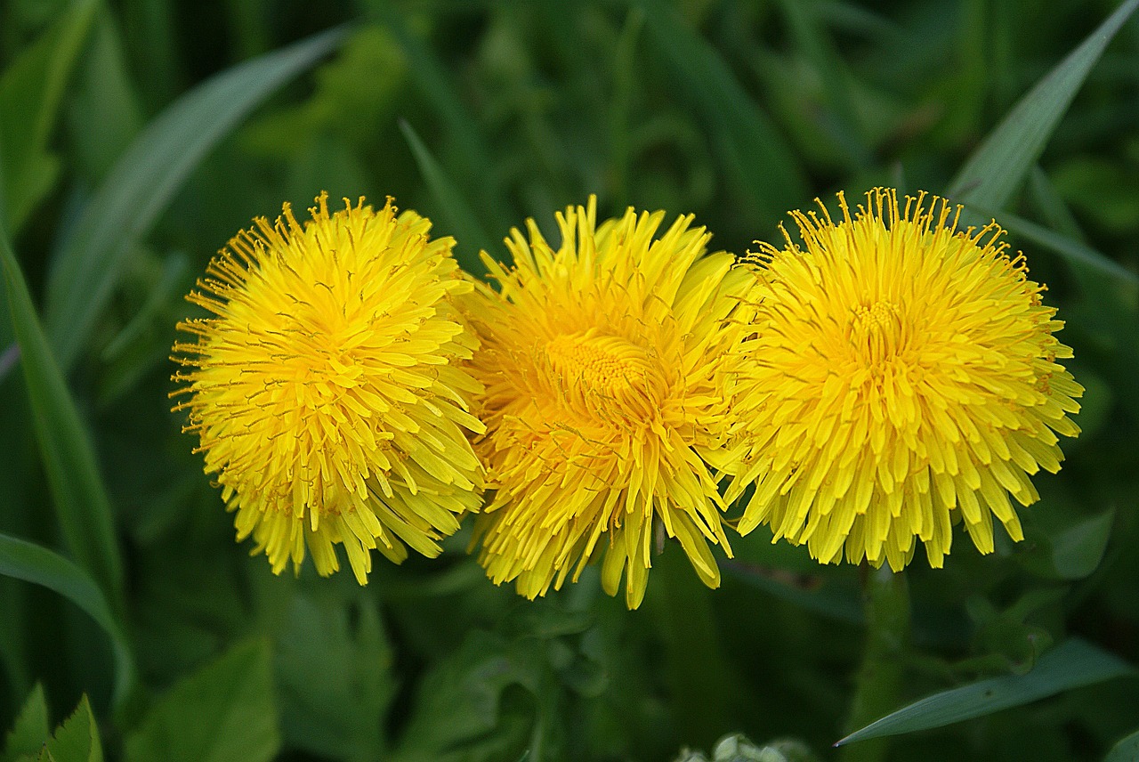 nature spring green free photo