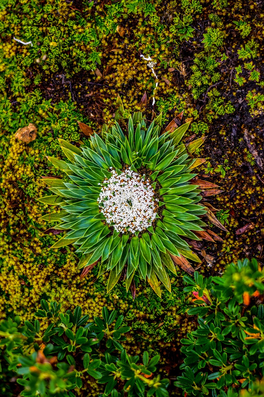 nature  flower  garden free photo