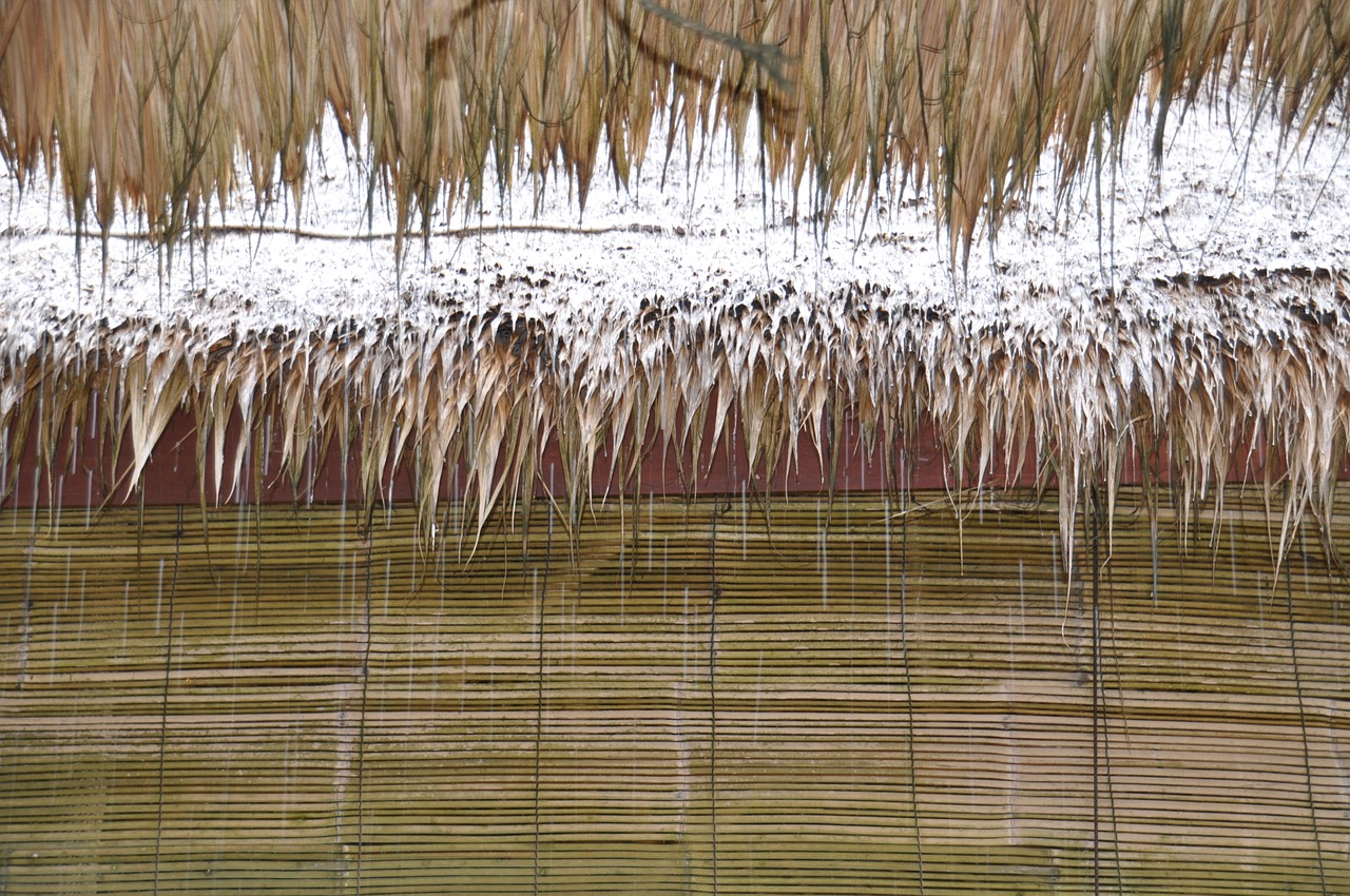 nature  rain  tropics free photo