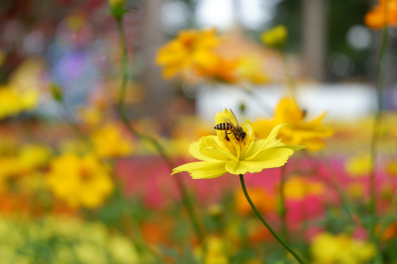 nature  flower  flora free photo