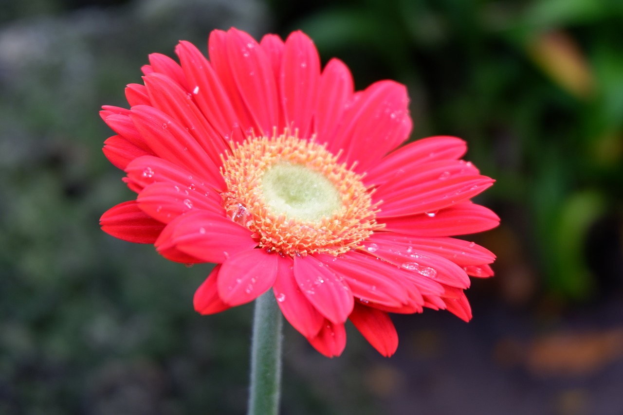 nature  flower  flora free photo