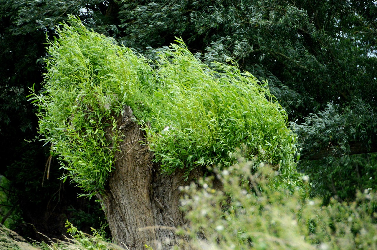 nature  tree  willow free photo