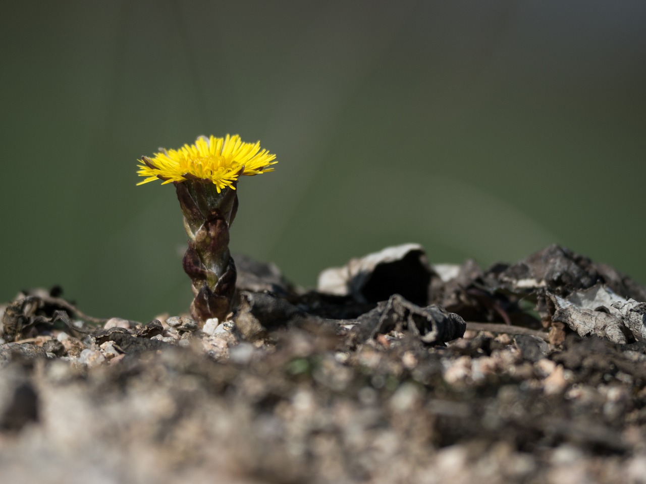 nature  tussilago farfara  yellow free photo