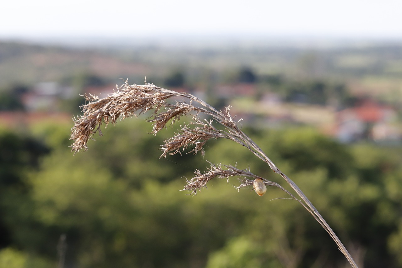 nature  green  landscape free photo