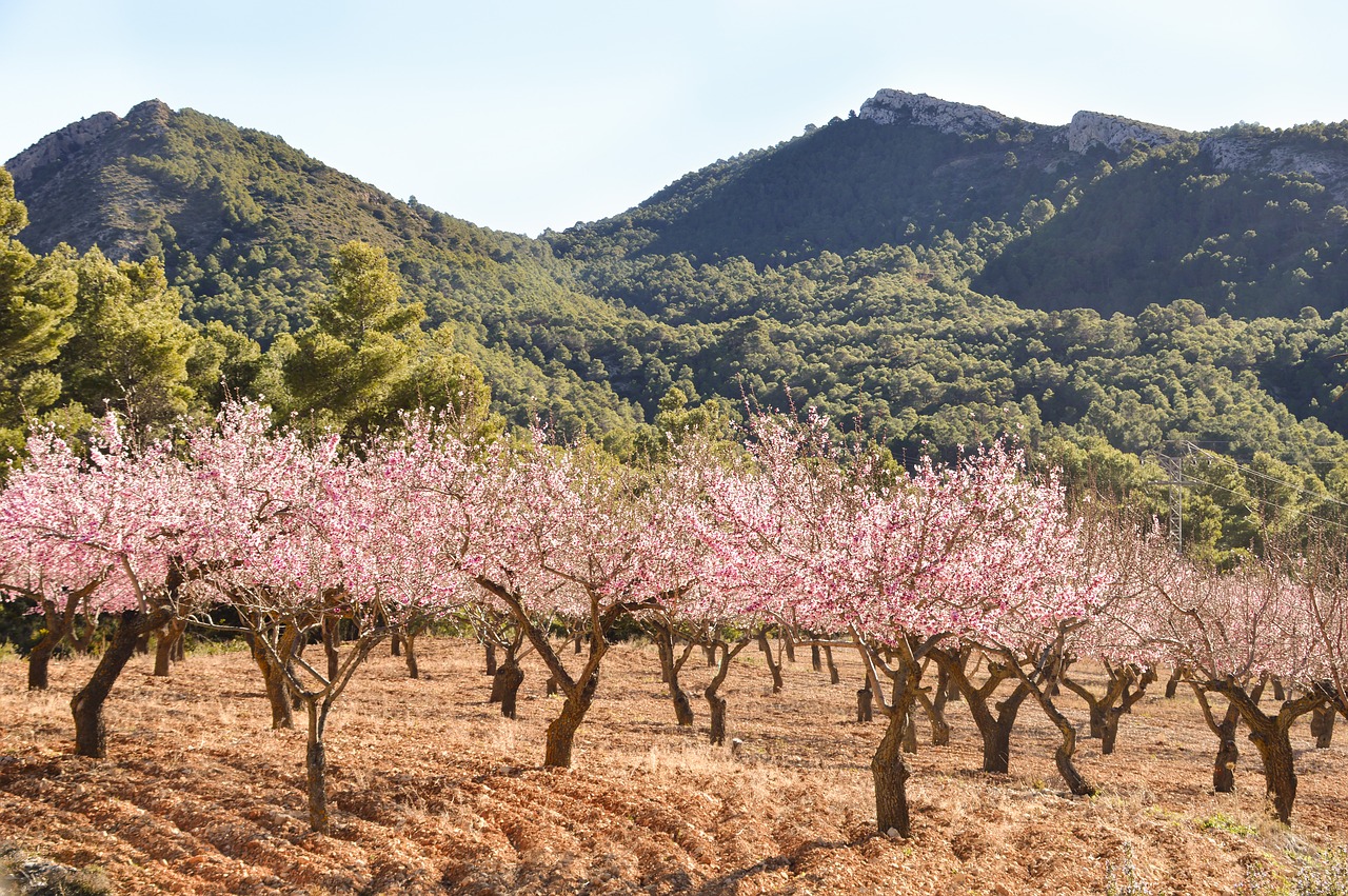 nature  trees  blossom free photo