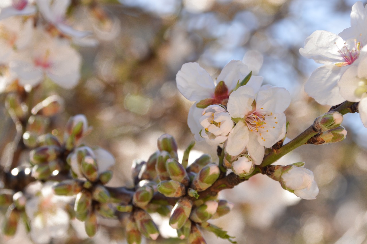 nature  tree  blossom free photo