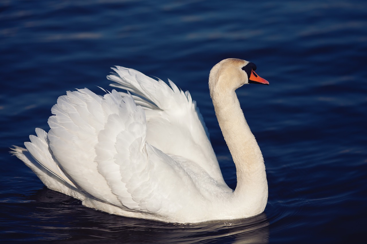 nature  swan  bird free photo