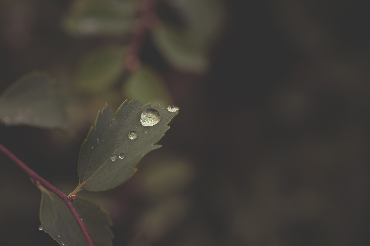 nature  leaf  rain free photo