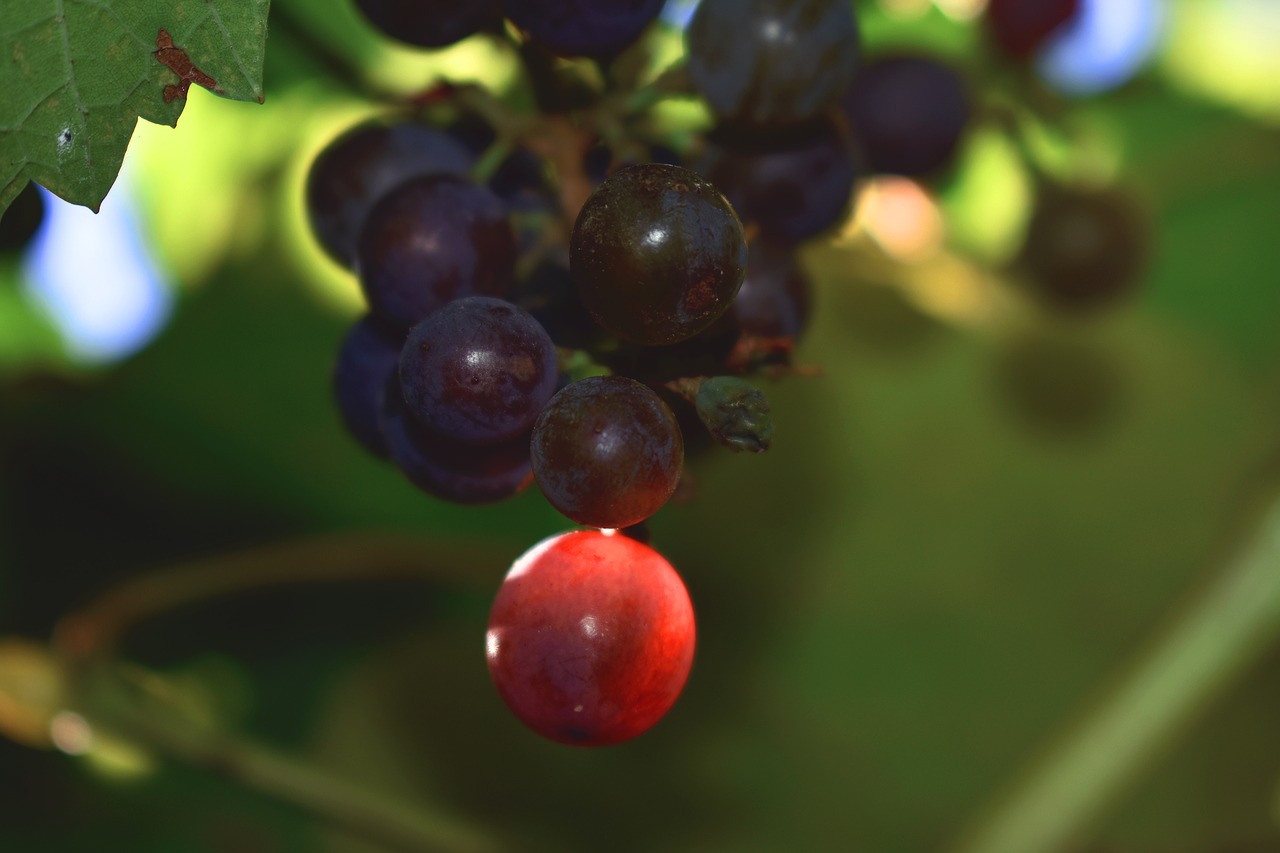 nature  grapes  fruit free photo