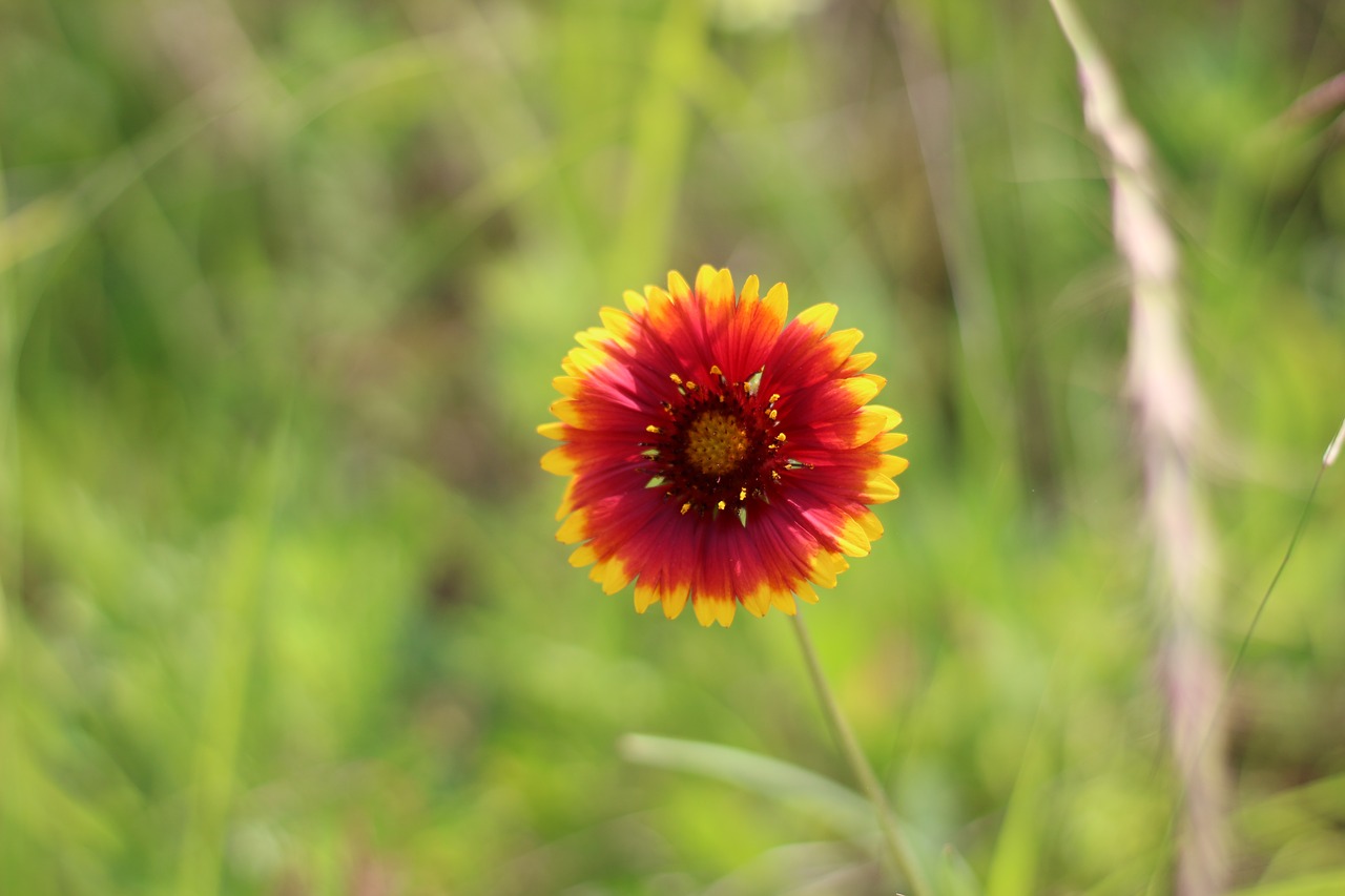 nature  flowers  plants free photo