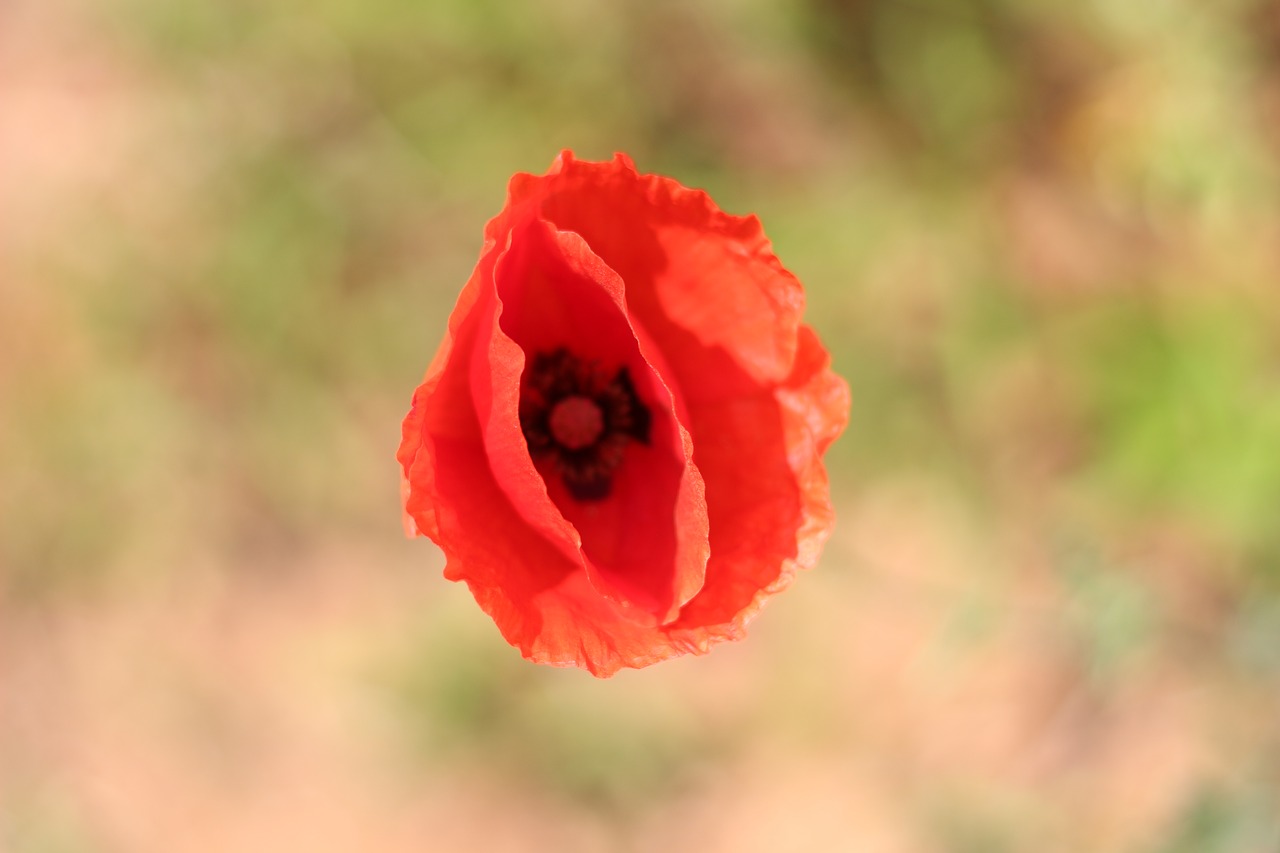 nature  wildflower  flowers free photo