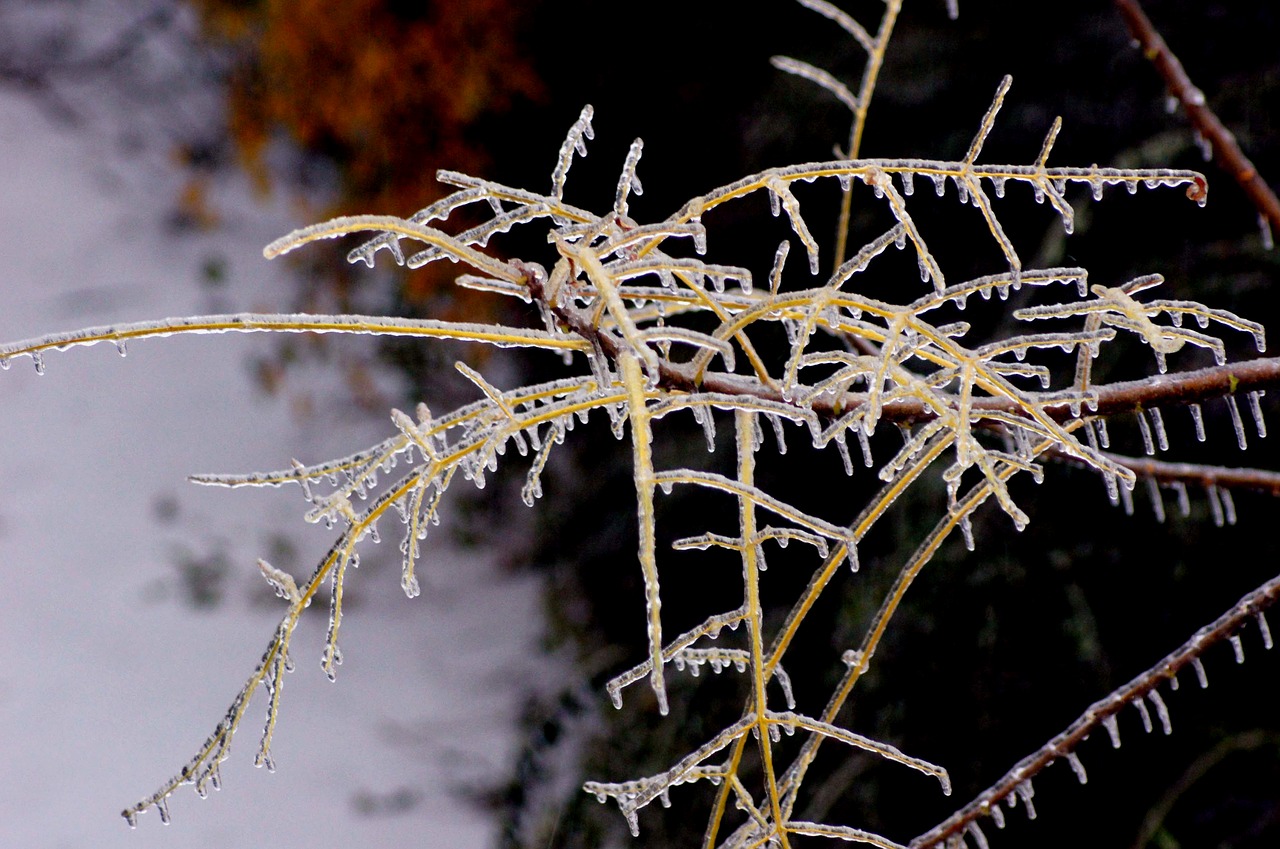 nature  ice  cold free photo