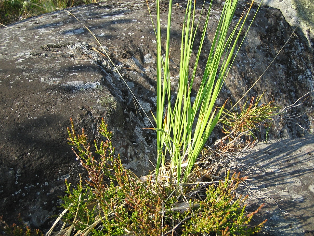 nature grass green free photo