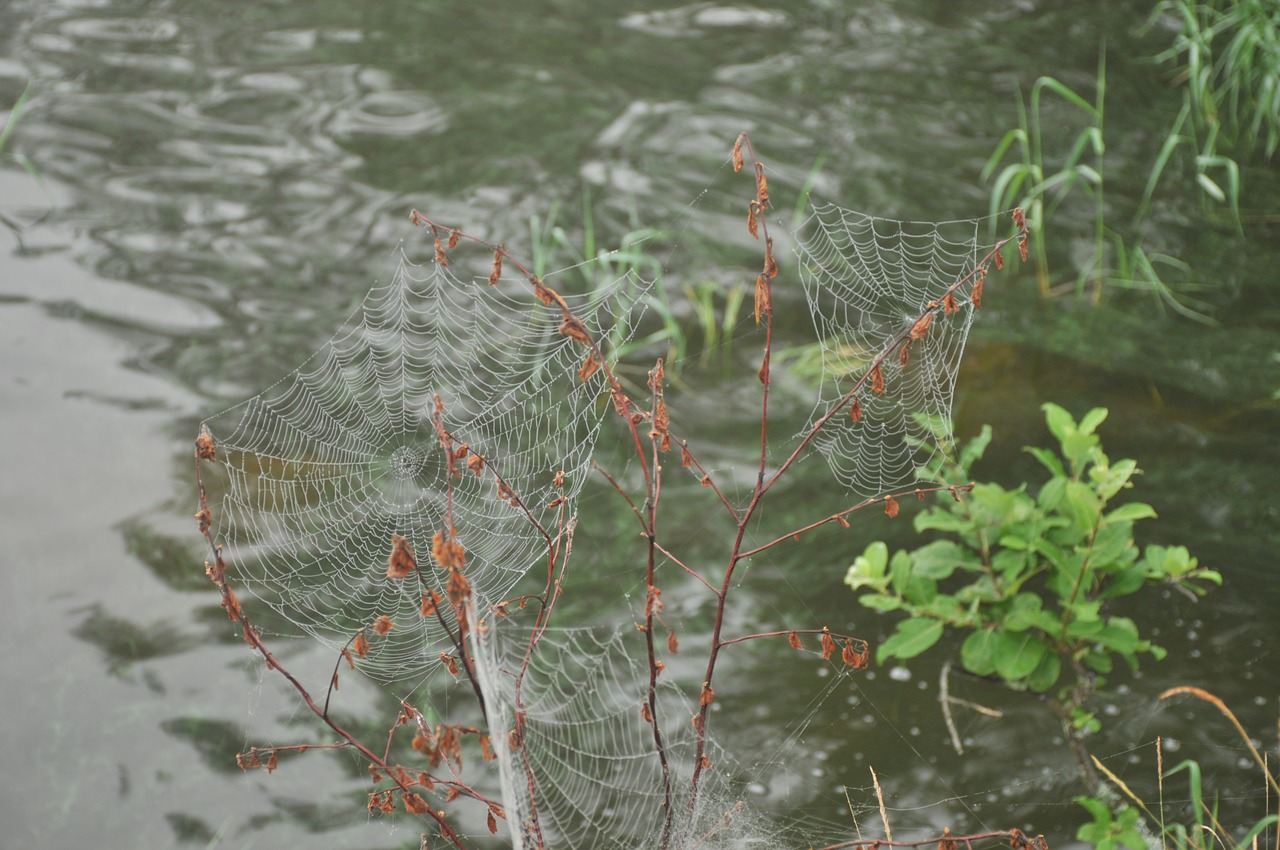 nature  insect  spider web free photo