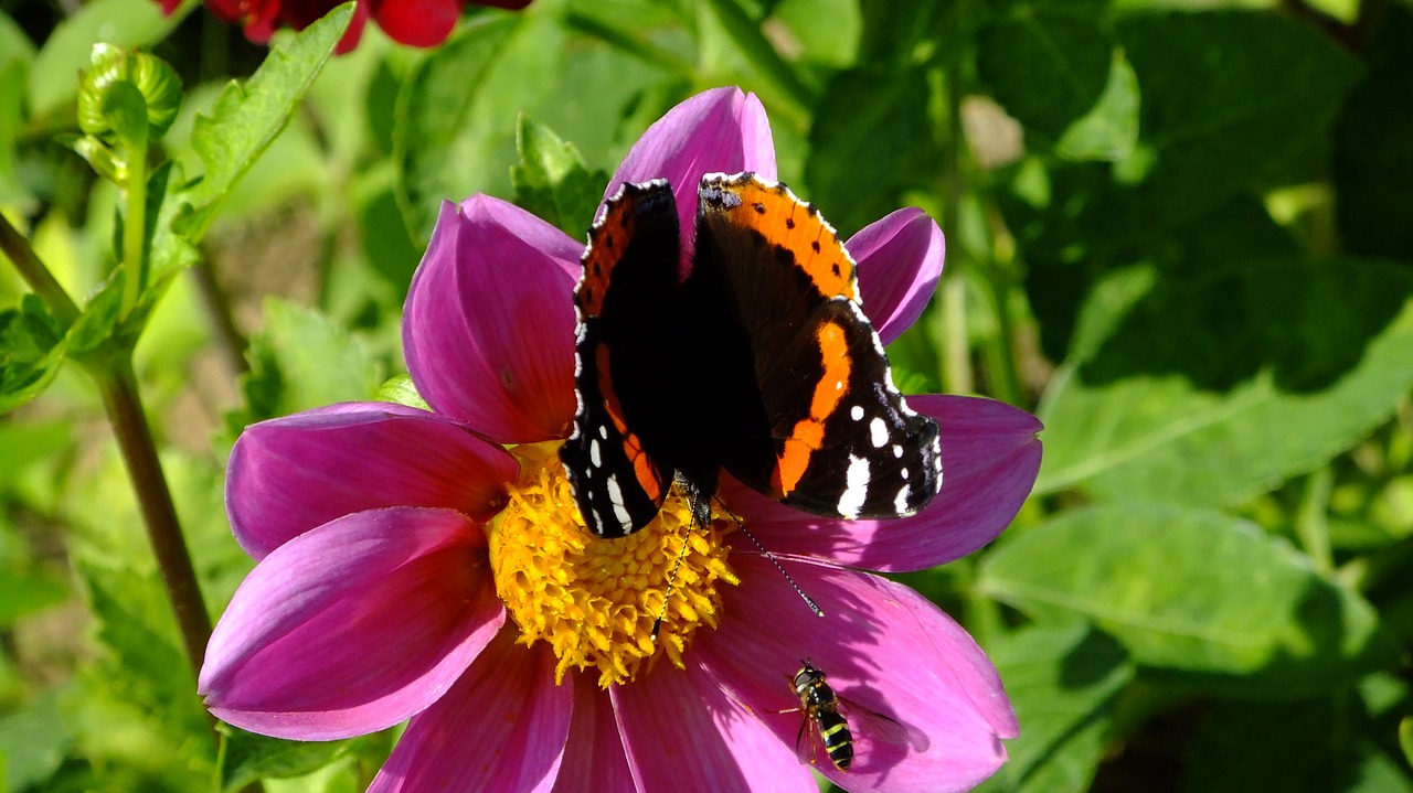 nature  butterfly  wasp free photo