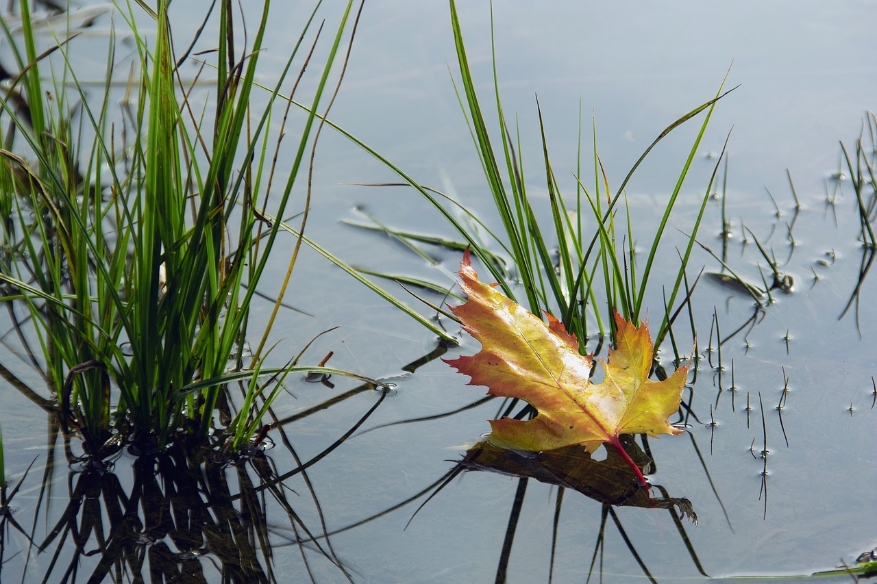 nature  autumn  water free photo