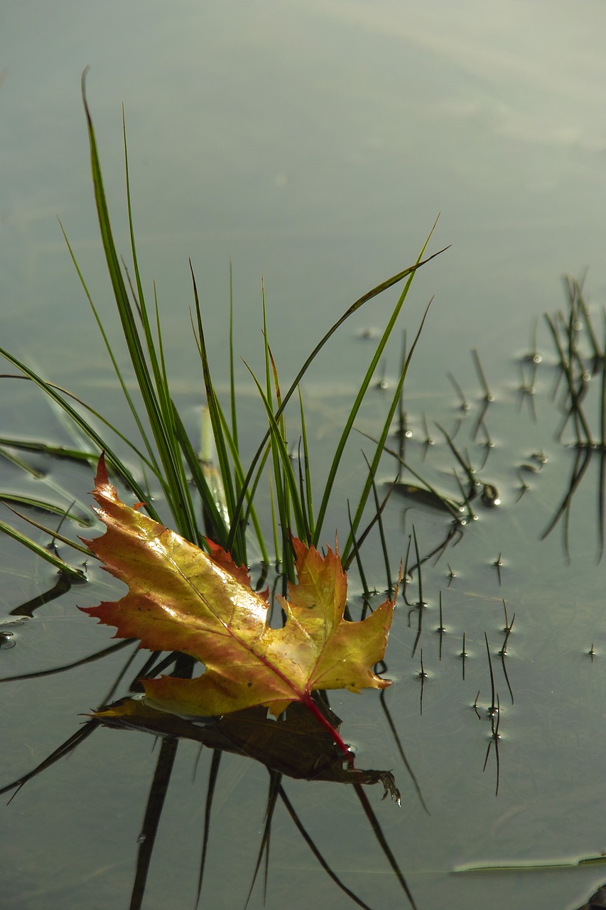 nature  autumn  water free photo