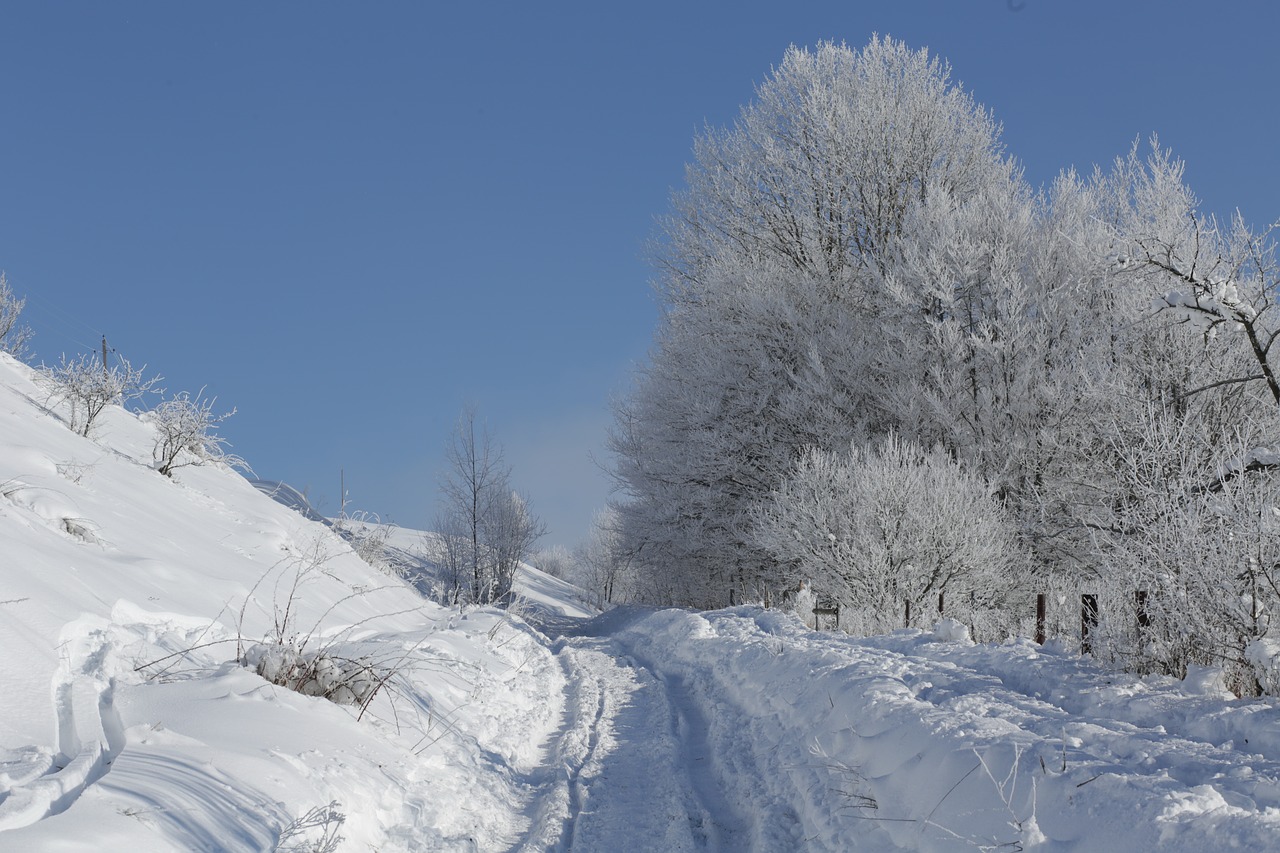 nature  forest  mountains free photo