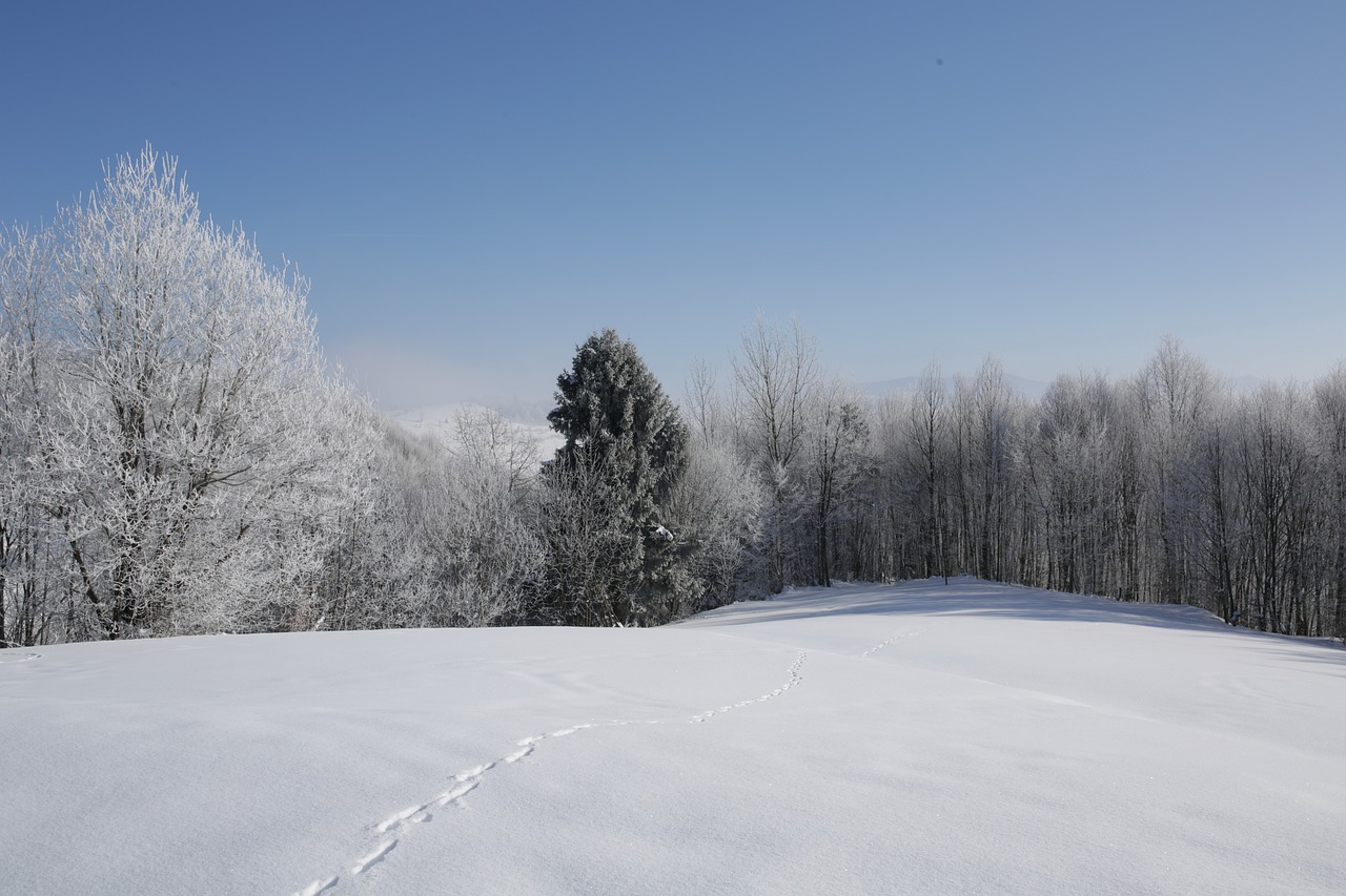 nature  forest  mountains free photo