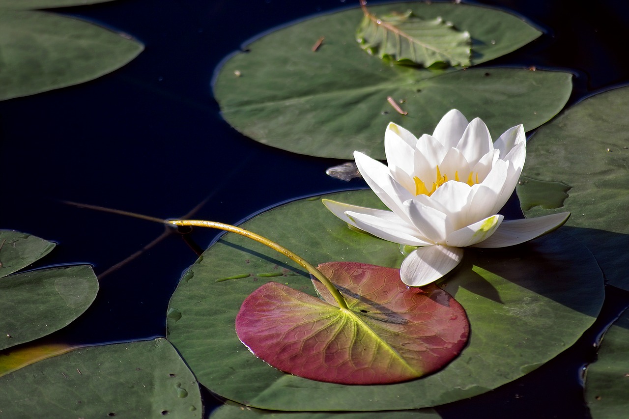 nature  flora  water lily free photo