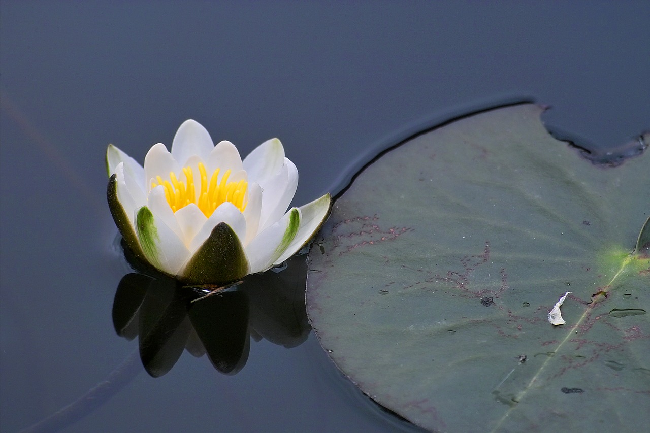 nature  flora  water lily free photo