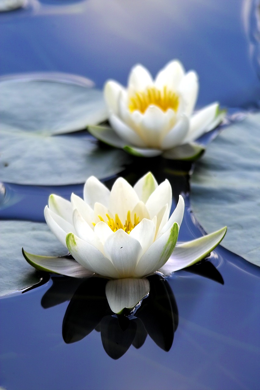 nature  flora  water lily free photo
