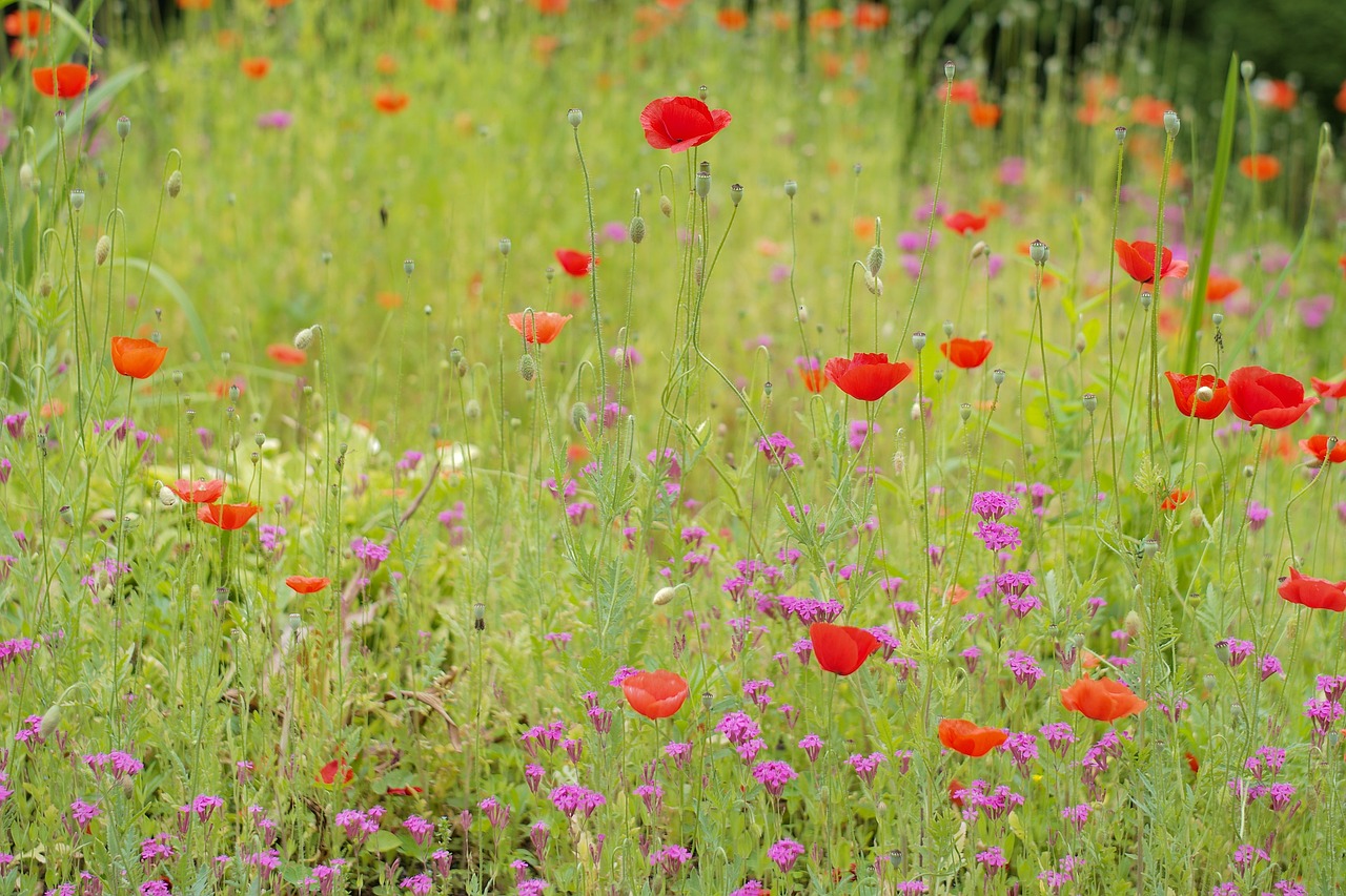 nature  poppy  plant free photo