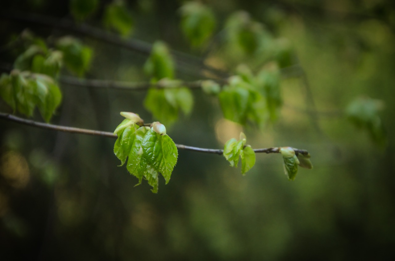 nature  foliage  spring free photo