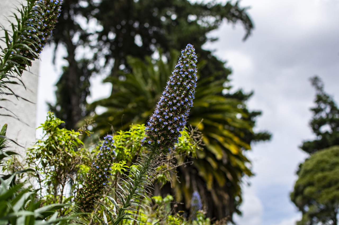 nature  flowers  plant free photo