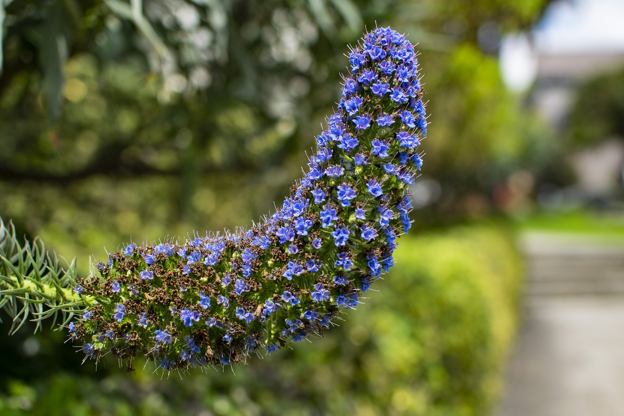 nature  flowers  plant free photo