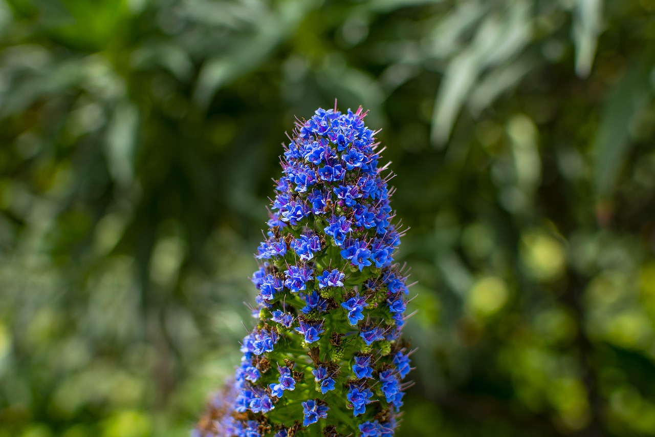 nature  flowers  plant free photo