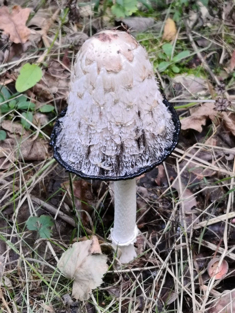 nature  forest  mushrooms free photo