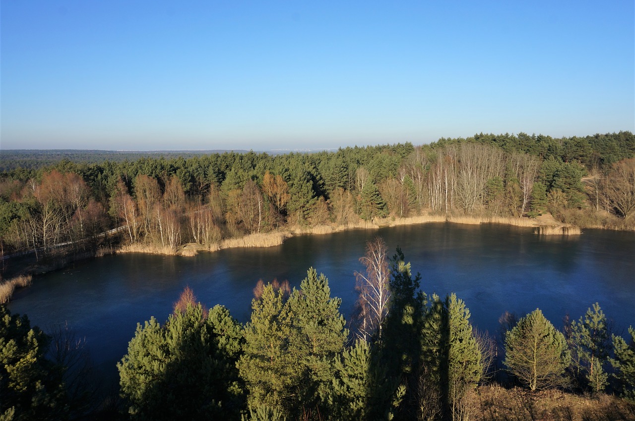 nature  water  forest free photo