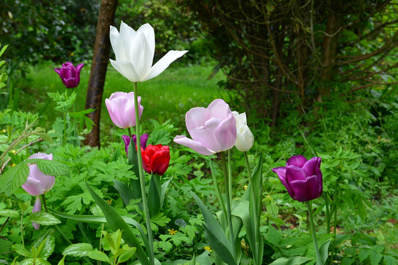 nature  flowers  summer free photo