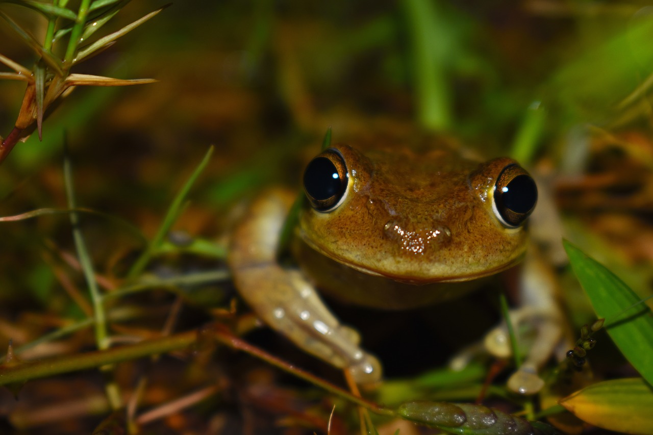 nature  frog  soil free photo