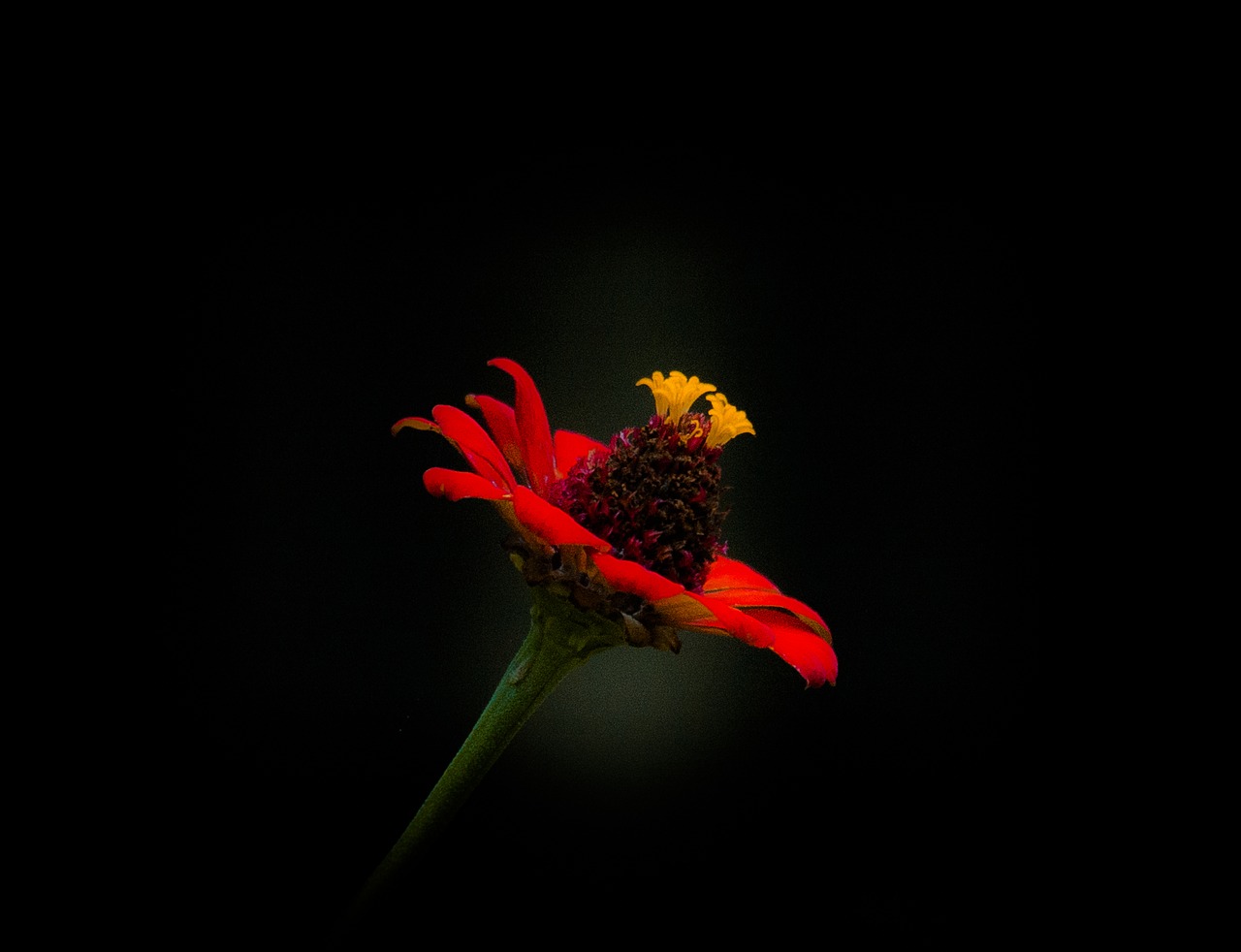 nature  flower  red free photo