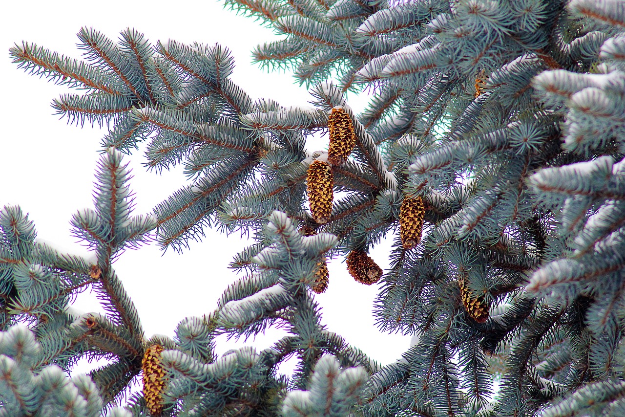 nature  spruce  cones free photo