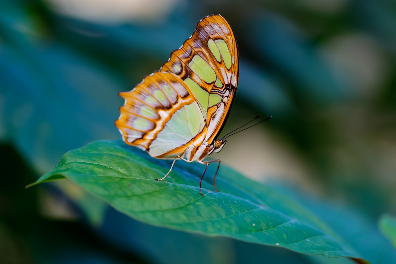 nature  insect  butterfly free photo