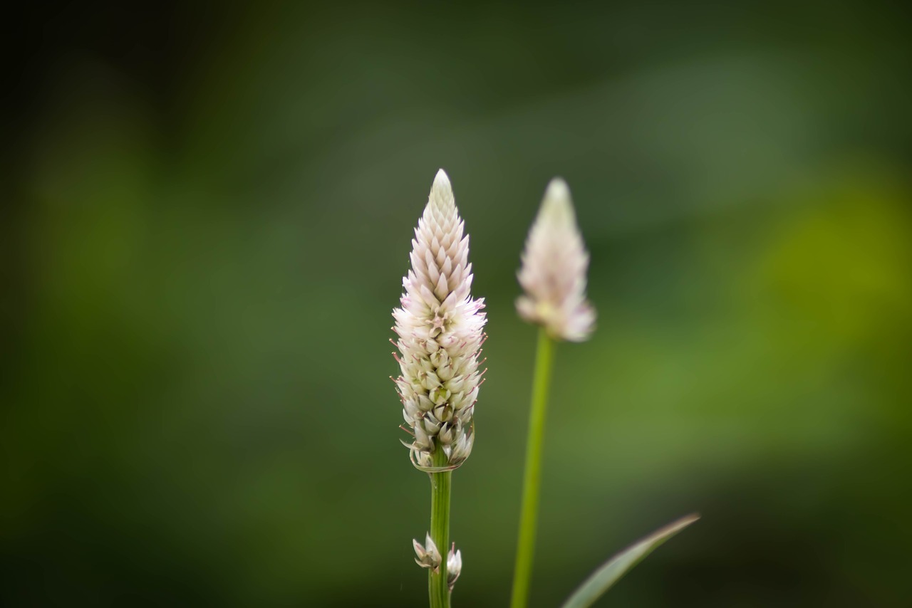 nature  green  leaf free photo