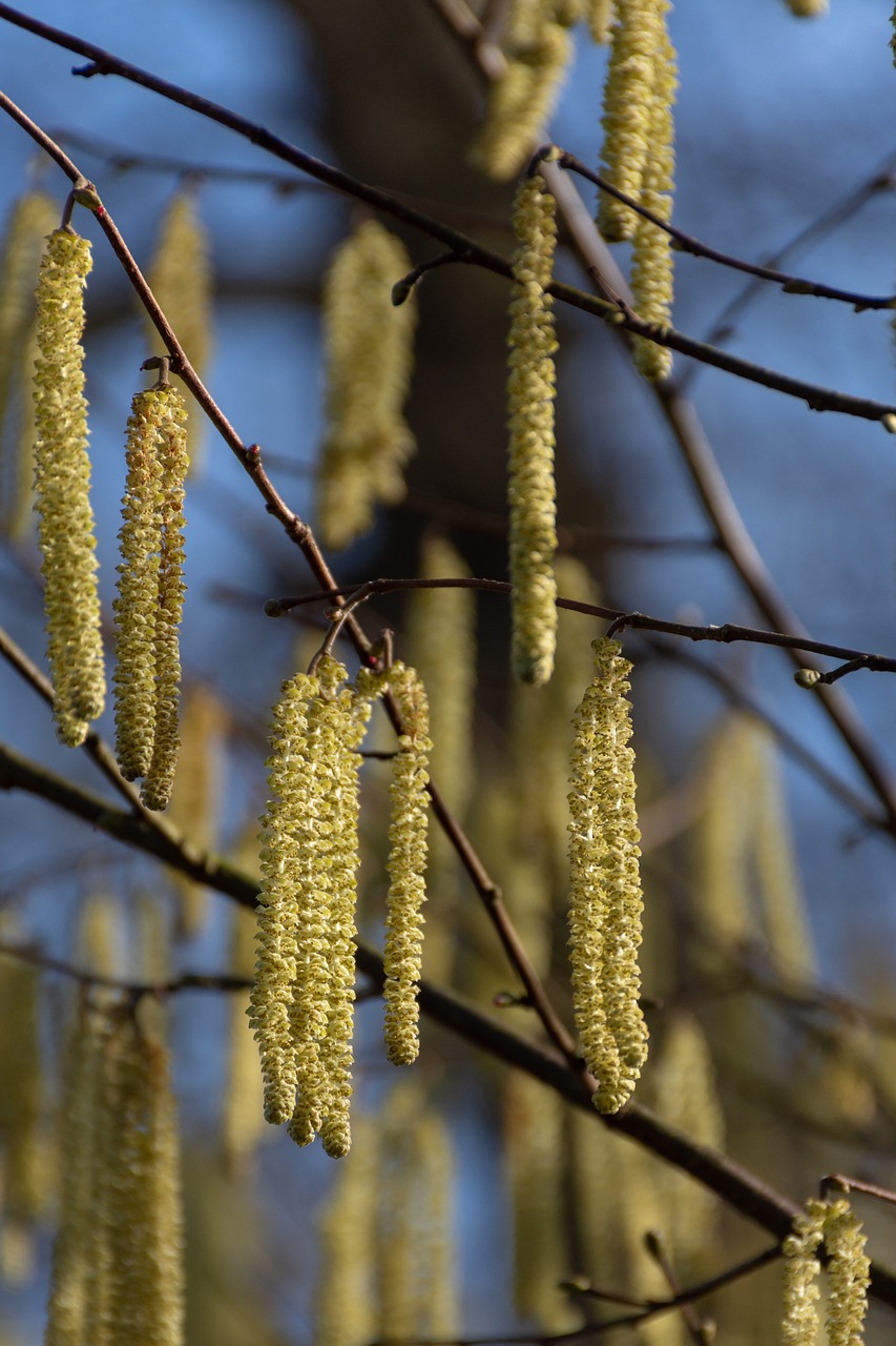 nature  tree  blossom free photo