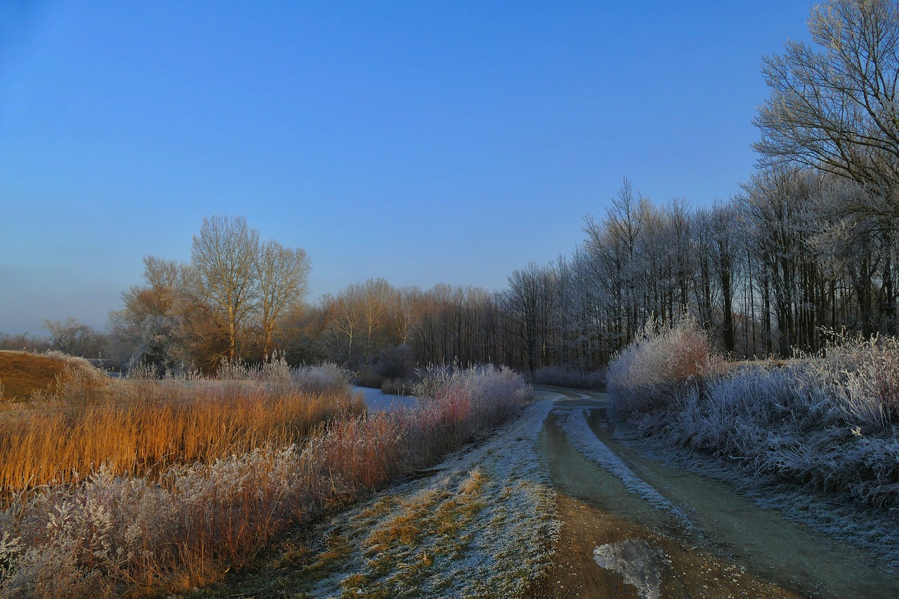 nature  country  path free photo