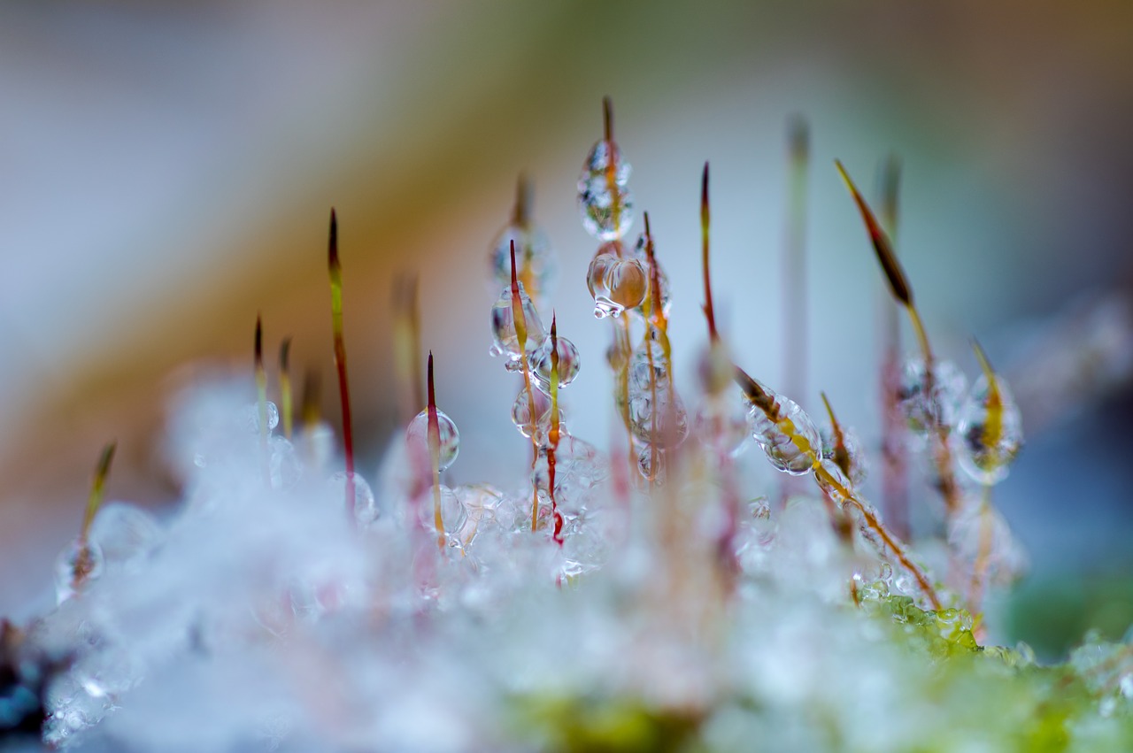 nature  photography  moss free photo