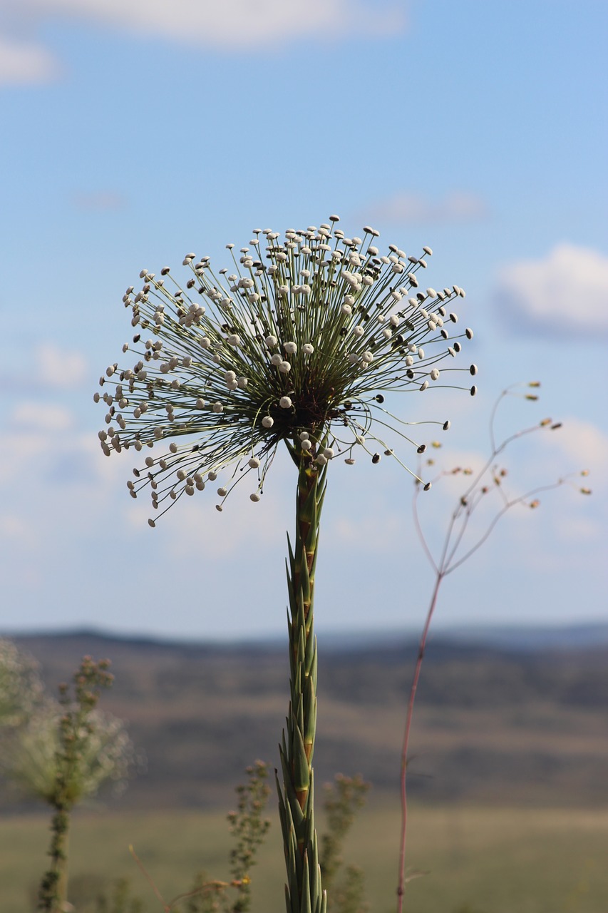 nature  flower  always alive free photo