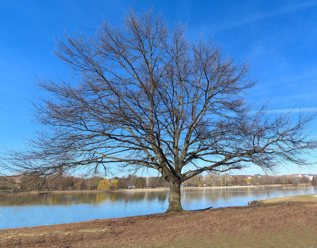 nature  tree  landscape free photo