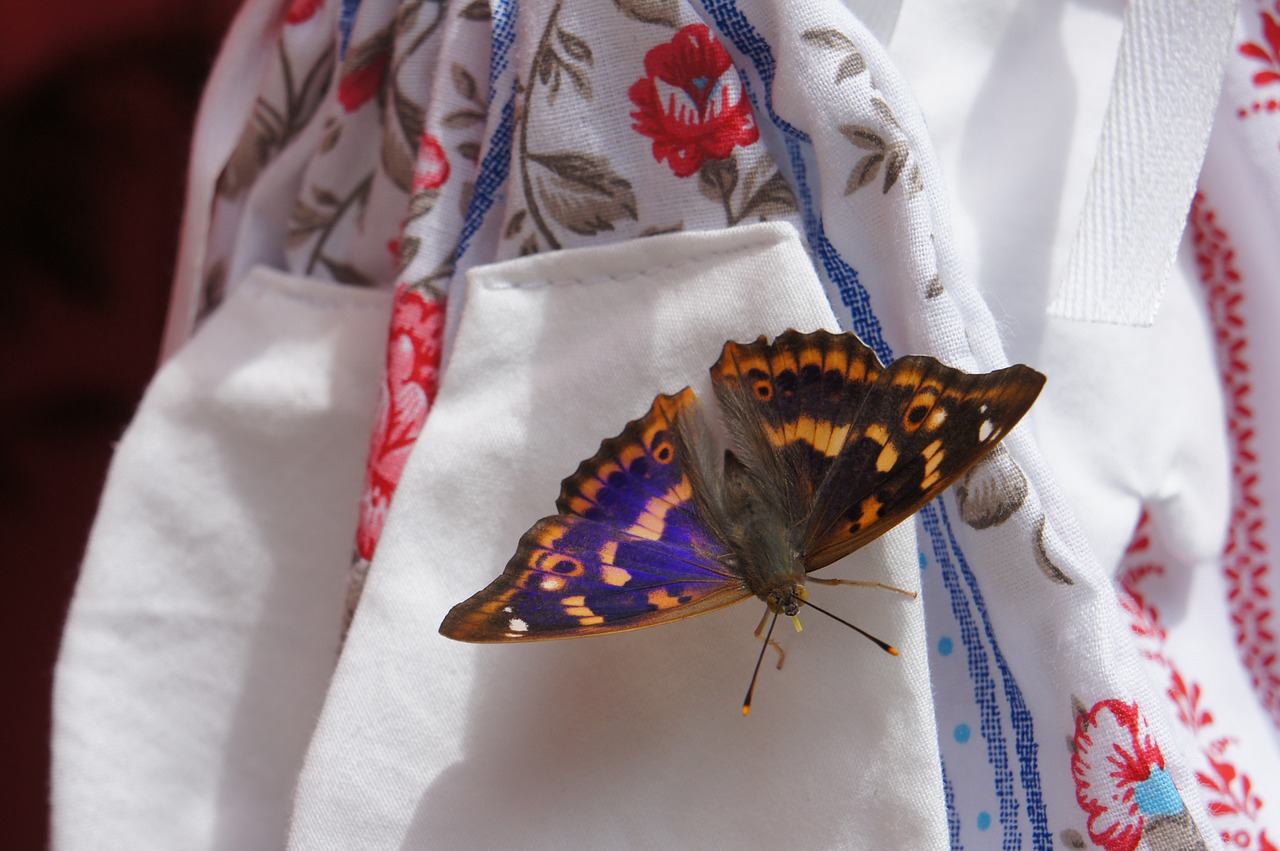 nature  butterfly  insects free photo